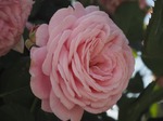 OI002162.jpg